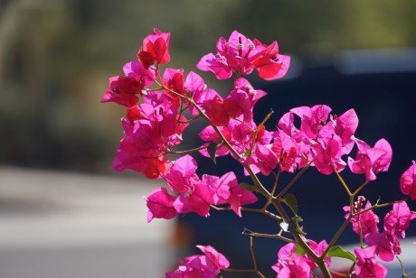 Những Cơn Mưa Bất Chợt Ở Cheras