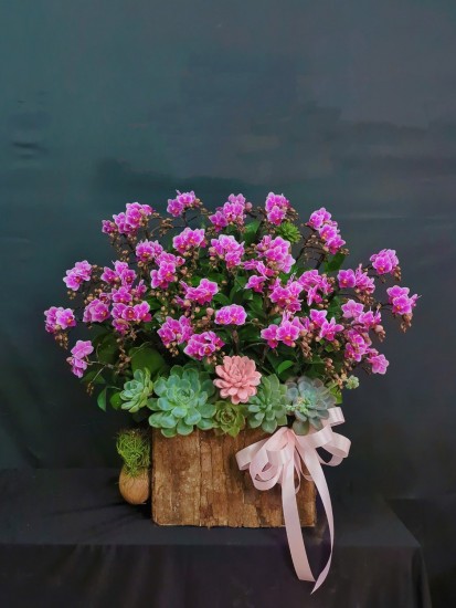 Hoa tím mừng sinh nhật