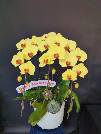 Các mẫu hoa giá tầm trung khá xinh