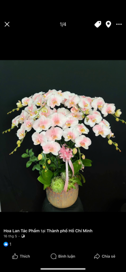 Các mẫu hoa giá tầm trung khá xinh