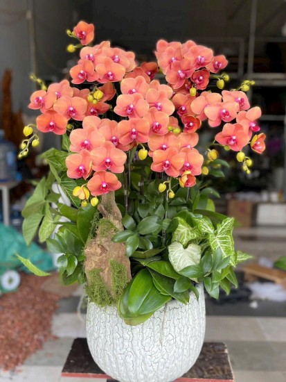 Các mẫu hoa giá tầm trung khá xinh