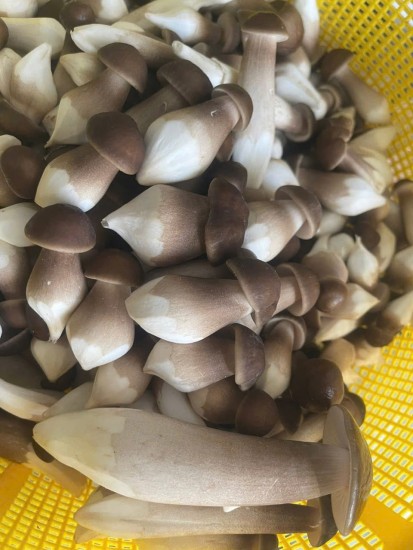 Nấm Mối đen - một nghề cũ nhưng lại mới